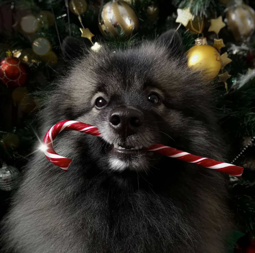 15 Cool Facts About Keeshonds 9