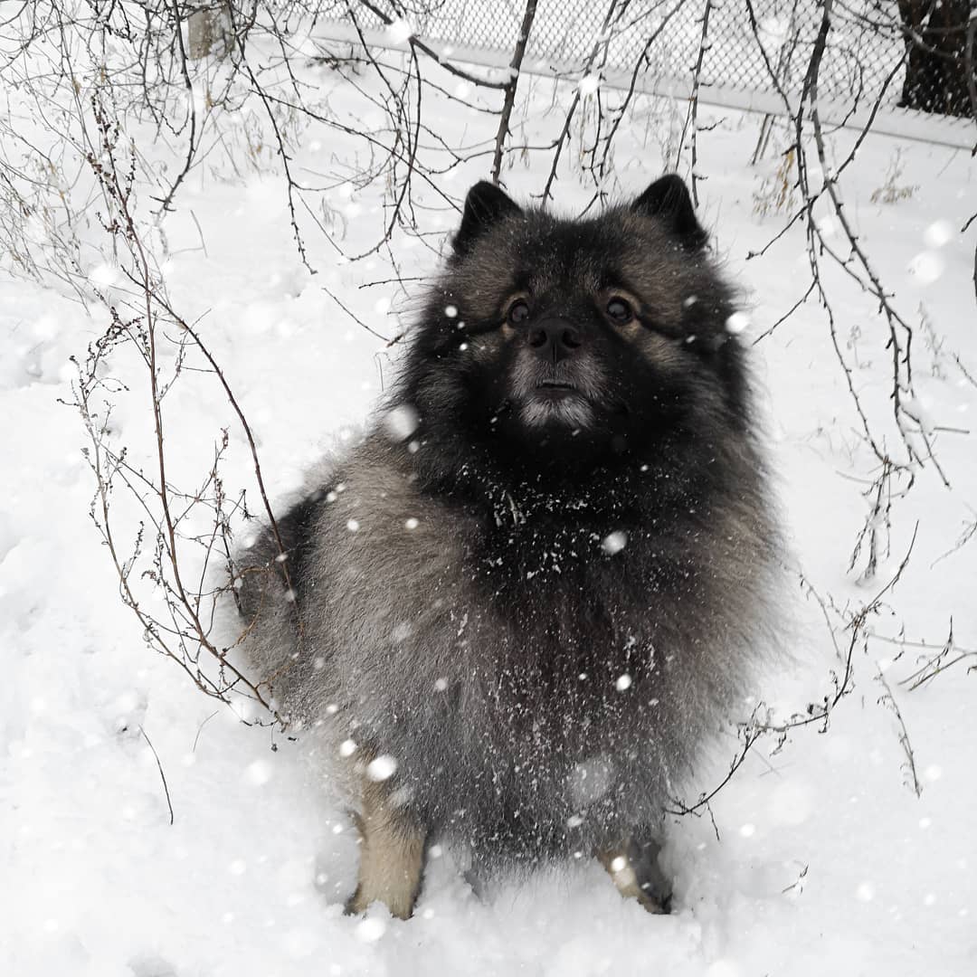 15 Cool Facts About Keeshonds 10