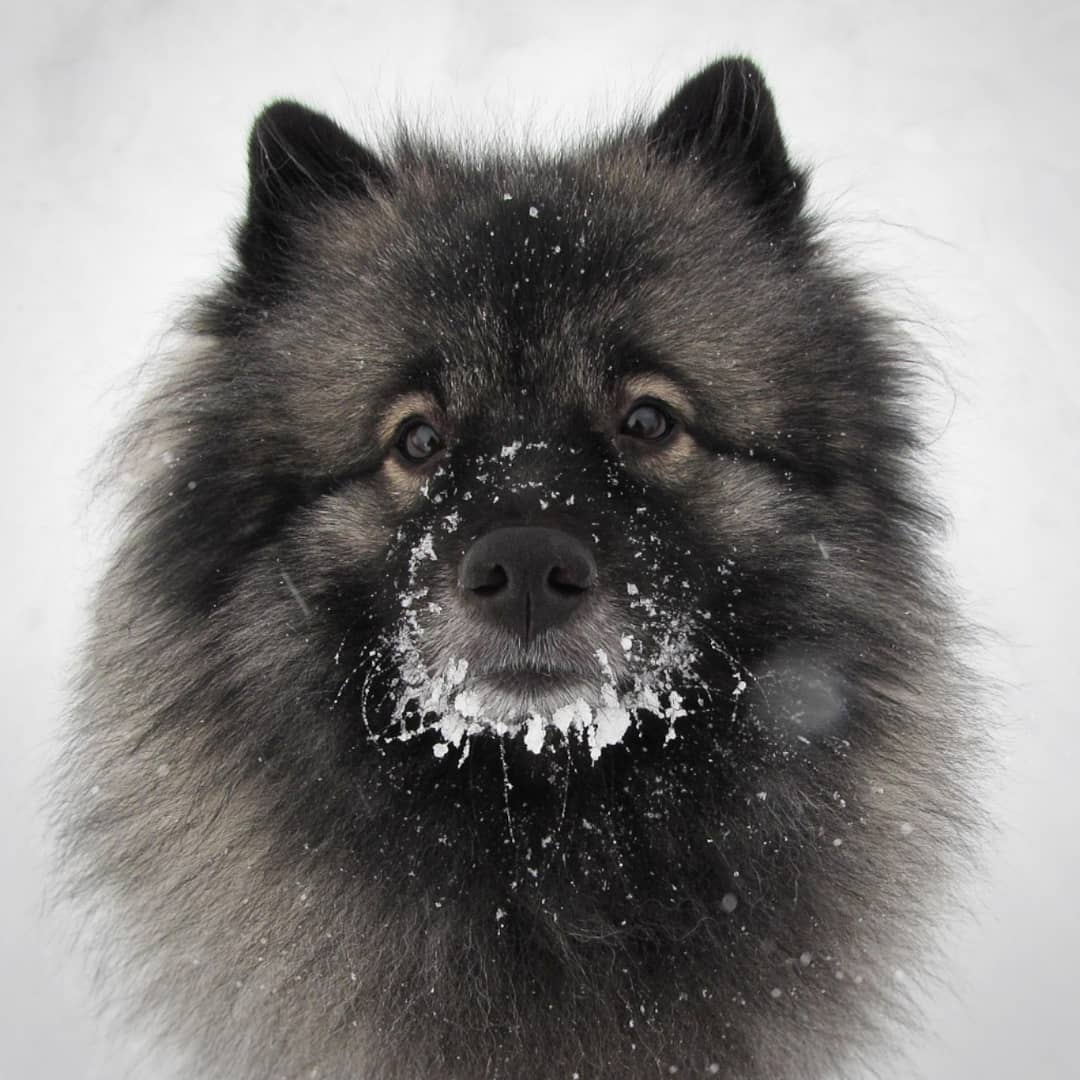 15 Cool Facts About Keeshonds 10 15 Cool Facts About Keeshonds 10