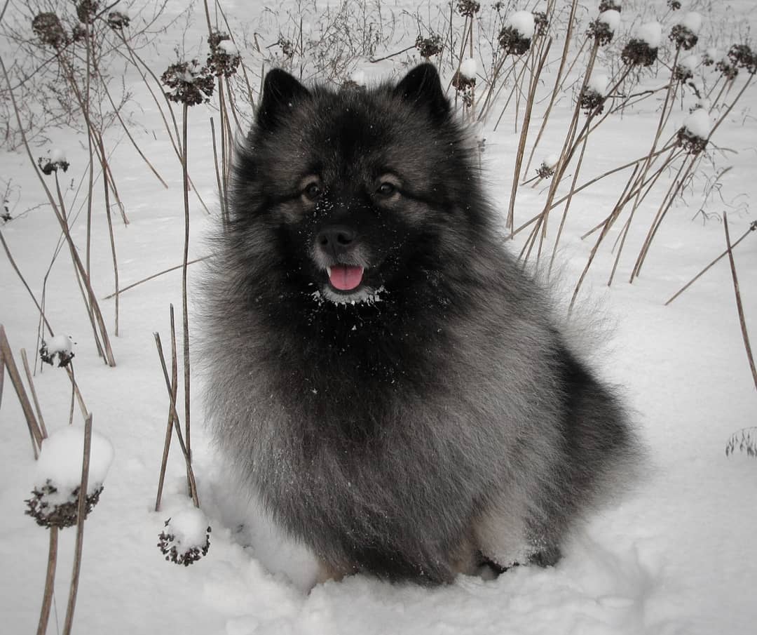 15 Cool Facts About Keeshonds 11 15 Cool Facts About Keeshonds 11