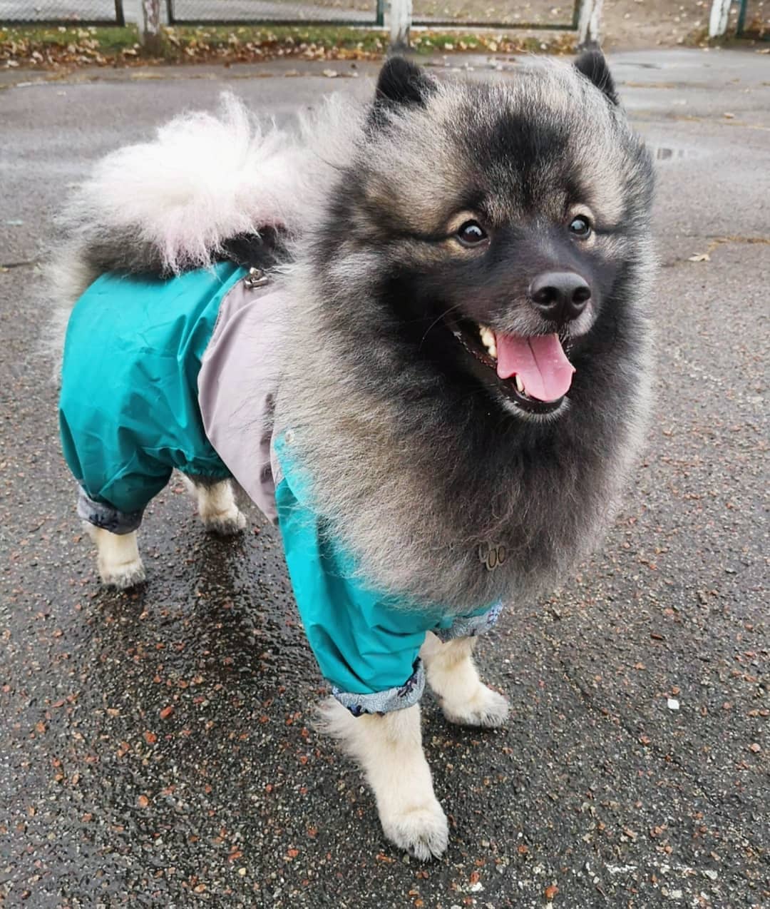 15 Interesting Facts About Keeshonds 9