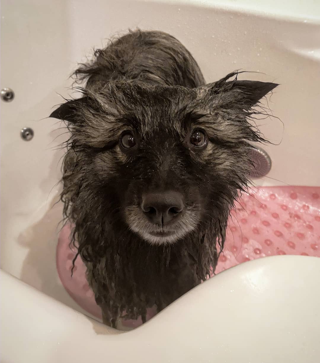 15 Cool Facts About Keeshonds 10 15 Cool Facts About Keeshonds 10