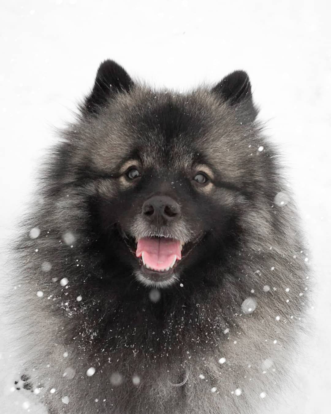 15 Interesting Facts About Keeshonds 10