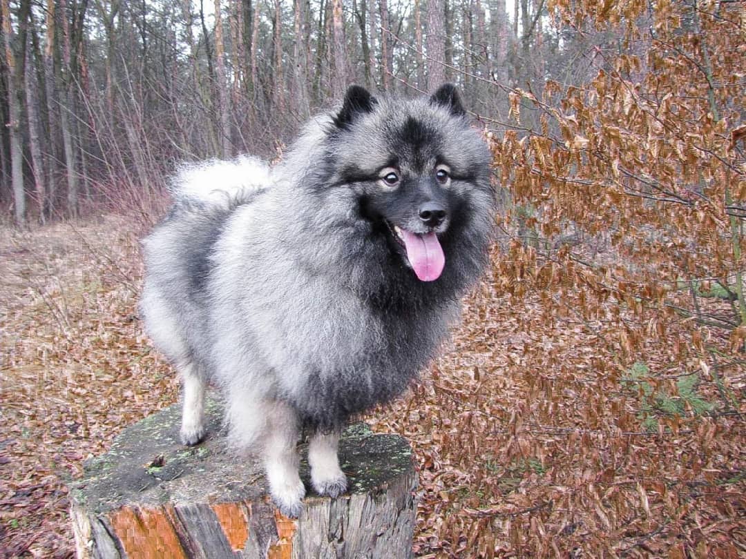 15 Interesting Facts About Keeshonds 11