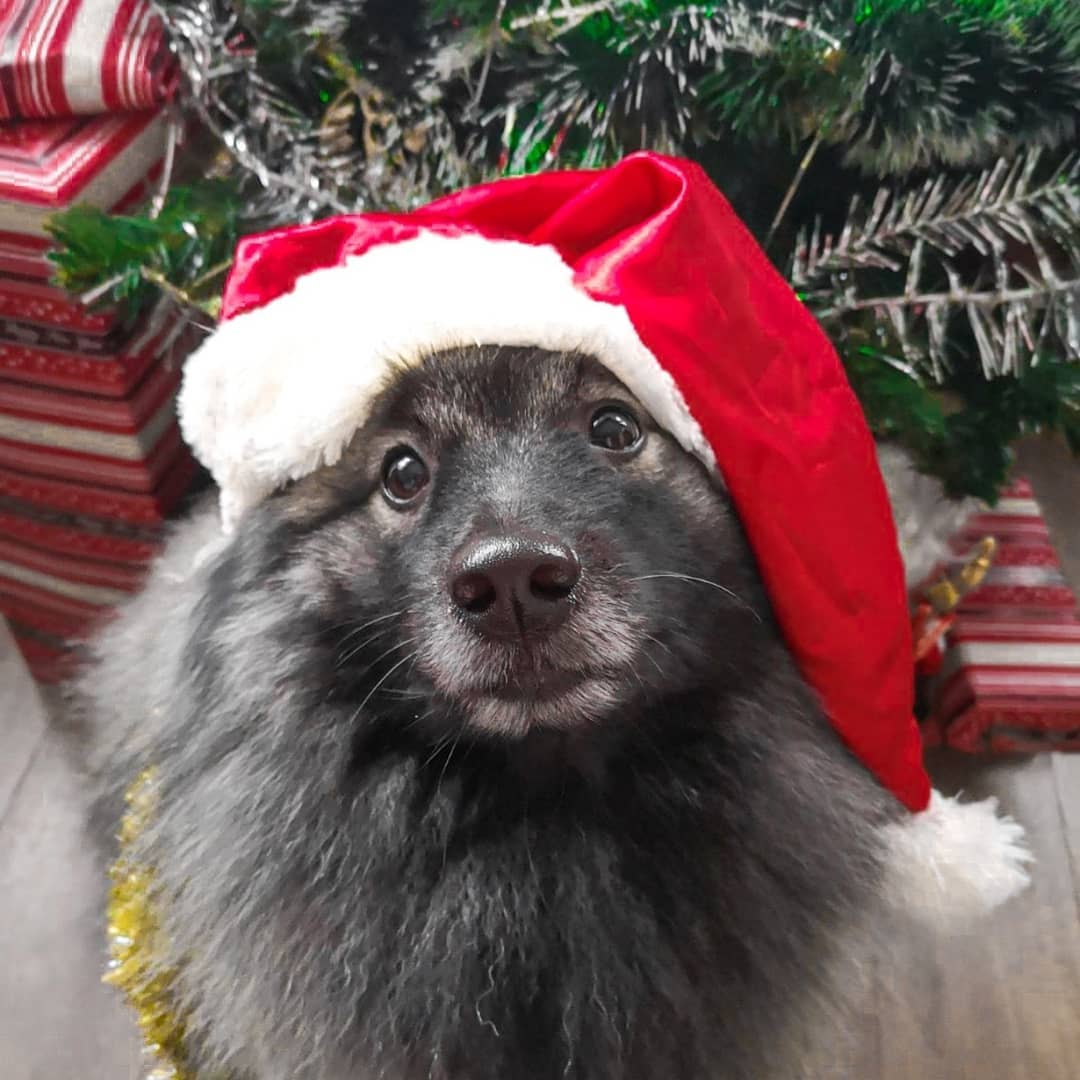 15 Interesting Facts About Keeshonds 9