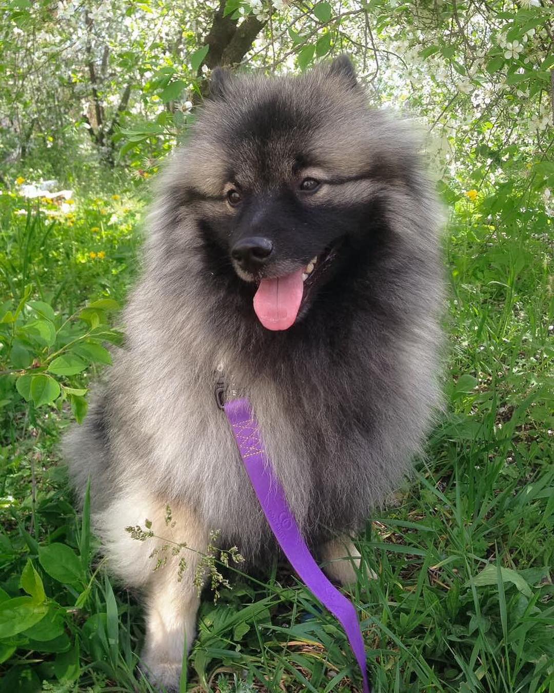 15 Interesting Facts About Keeshonds 11