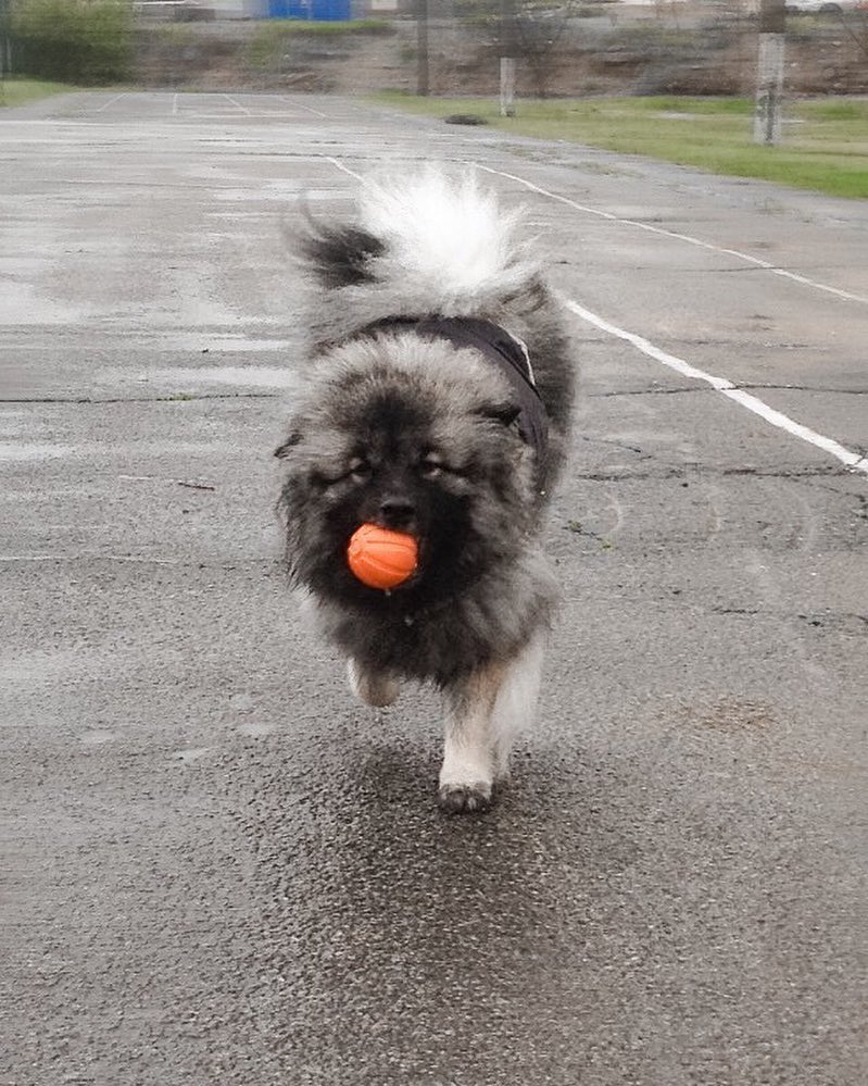 15 Interesting Facts About Keeshonds 9