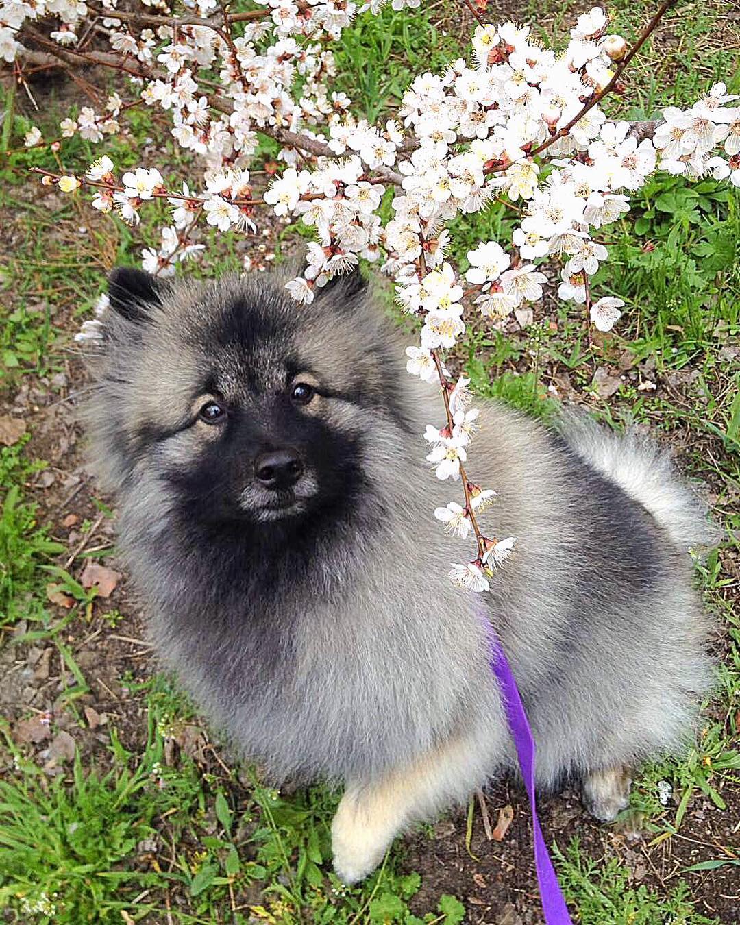 15 Interesting Facts About Keeshonds 10