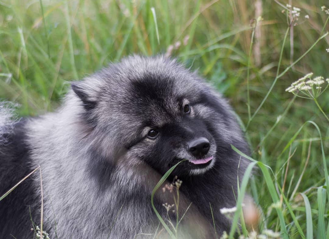 15 Cool Facts About Keeshonds 11 15 Cool Facts About Keeshonds 11