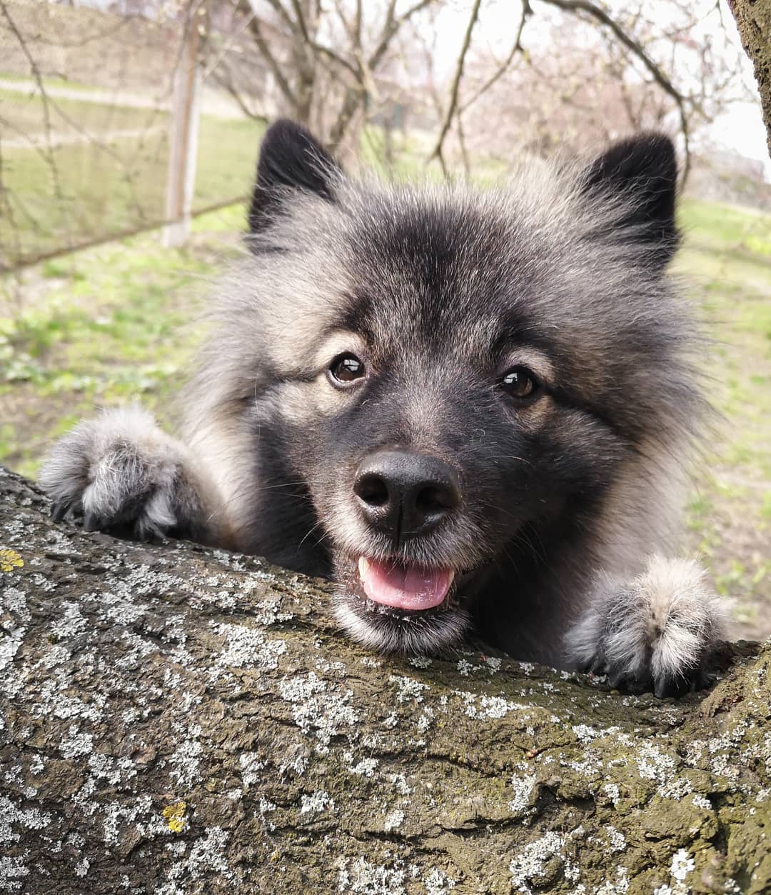 15 Interesting Facts About Keeshonds 11