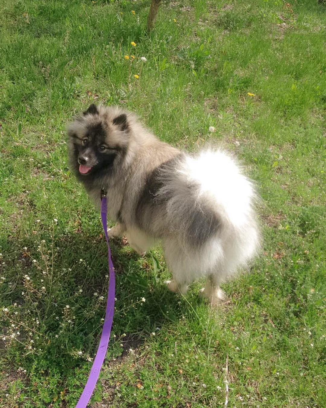 16 Amazing Facts About Keeshonds You Probably Never Knew 9