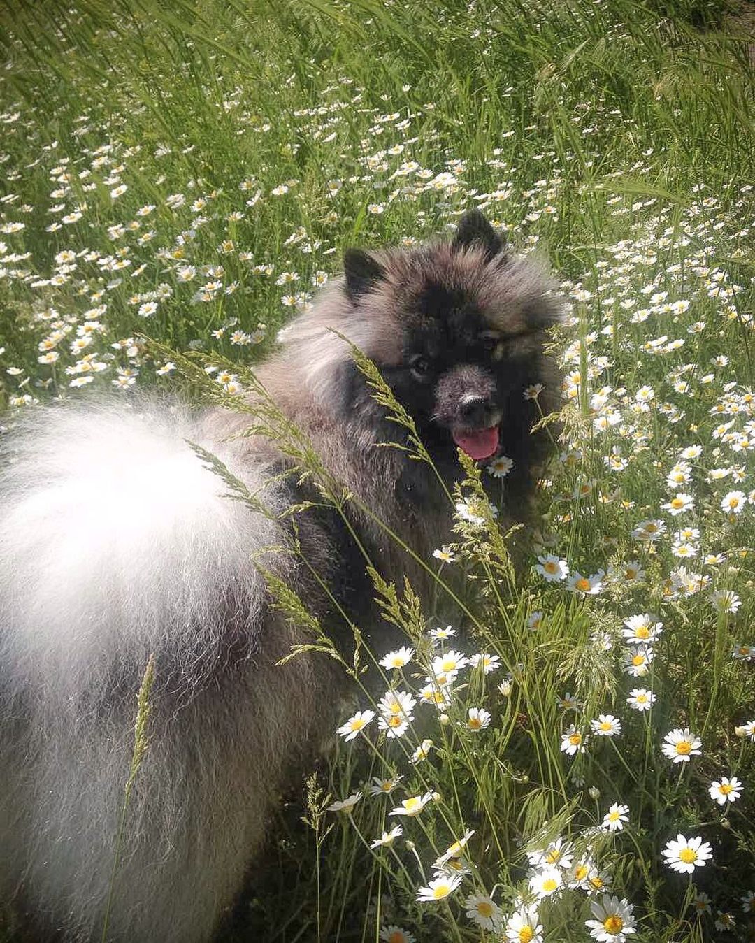 16 Amazing Facts About Keeshonds You Probably Never Knew 10