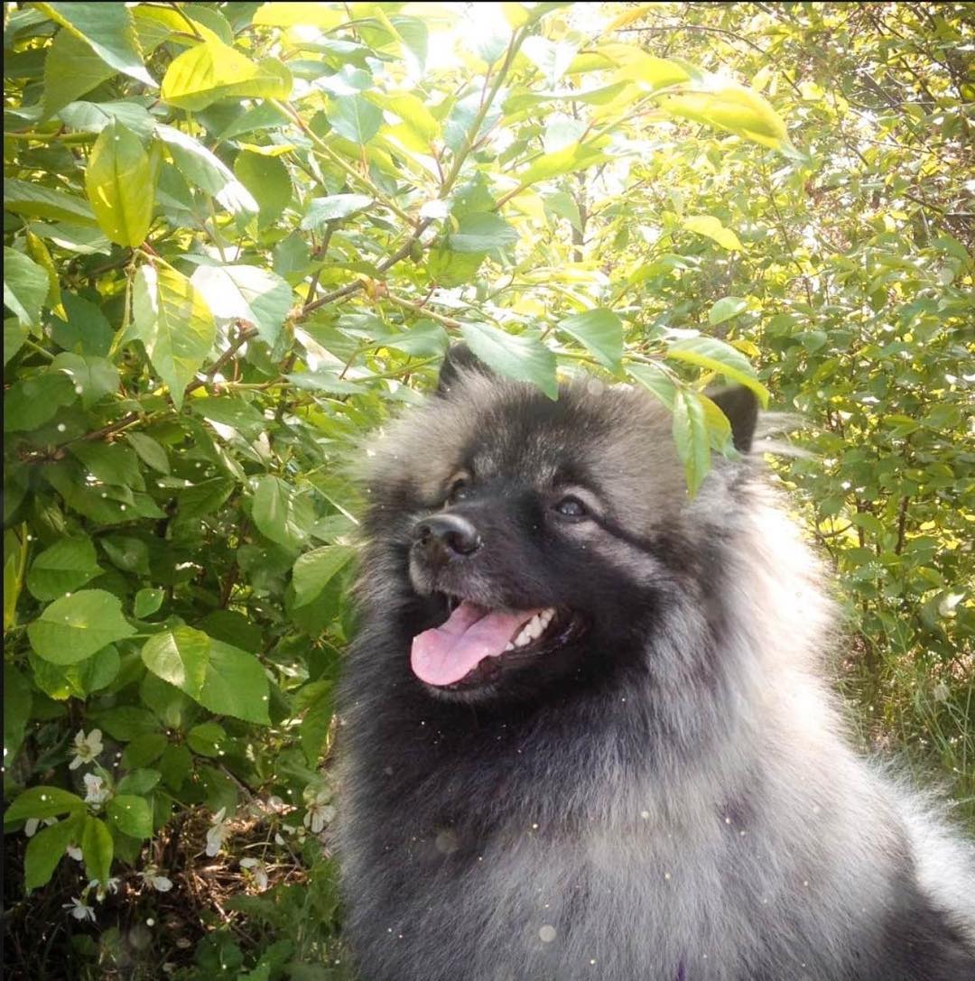 16 Amazing Facts About Keeshonds You Probably Never Knew 11