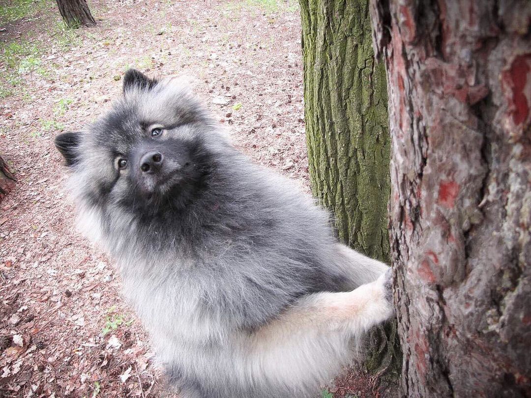 16 Amazing Facts About Keeshonds You Probably Never Knew 9