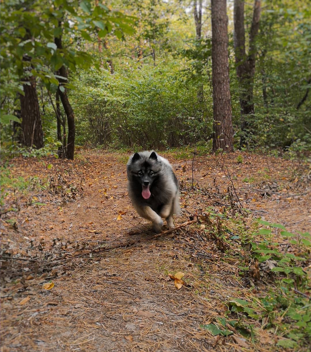 15 Cool Facts About Keeshonds 9