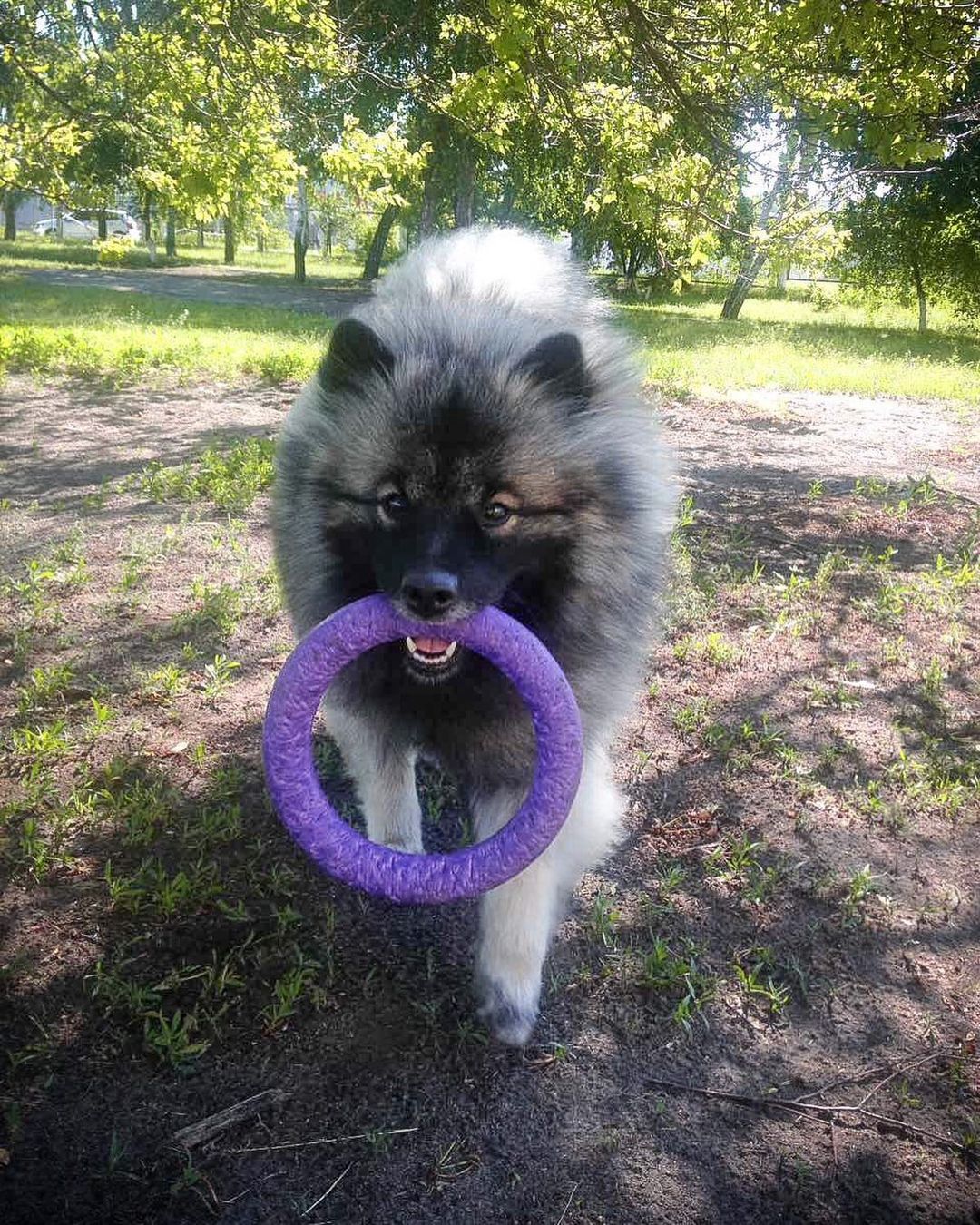 16 Amazing Facts About Keeshonds You Probably Never Knew 9