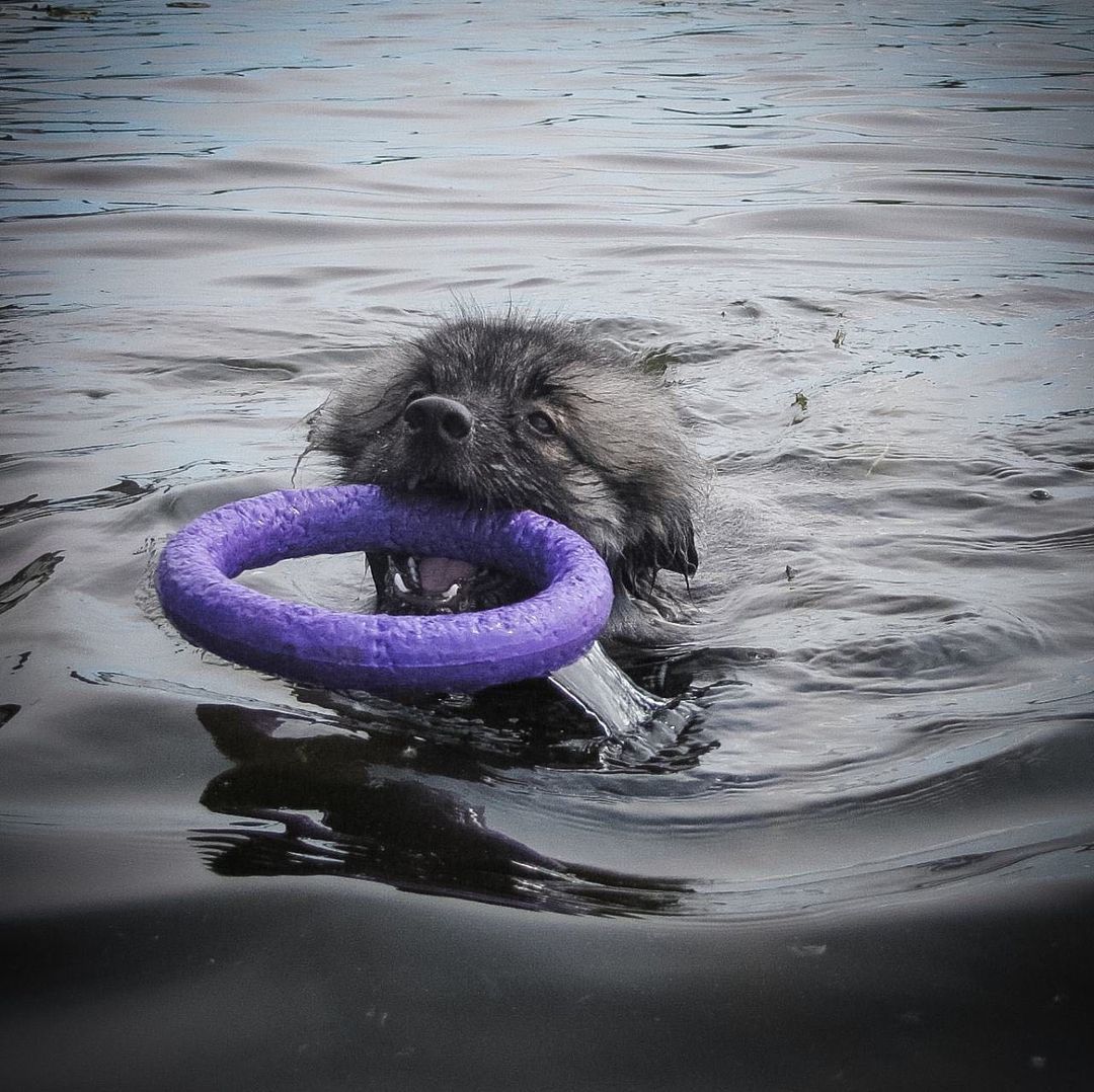 16 Amazing Facts About Keeshonds You Probably Never Knew 10