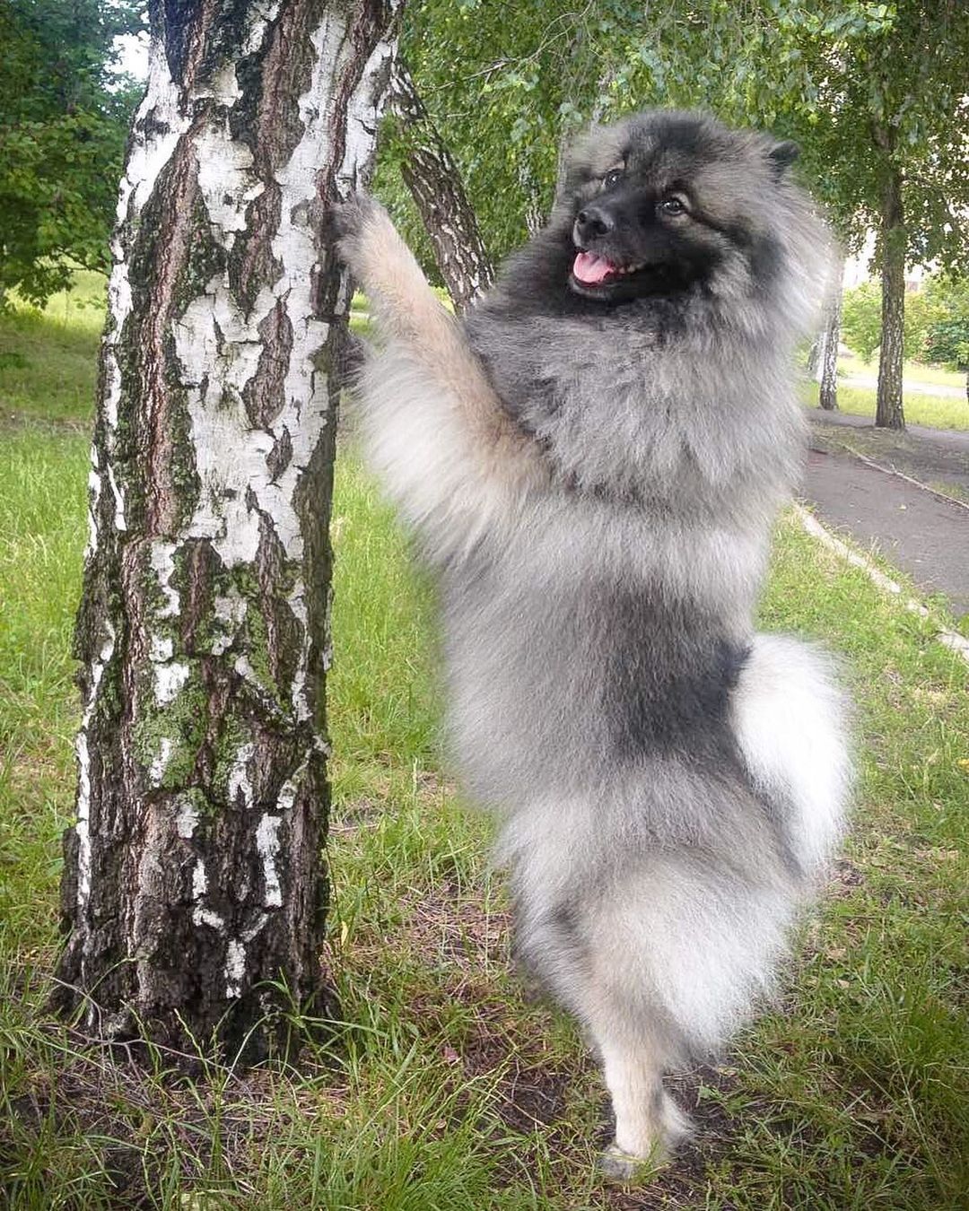 16 Amazing Facts About Keeshonds You Probably Never Knew 11