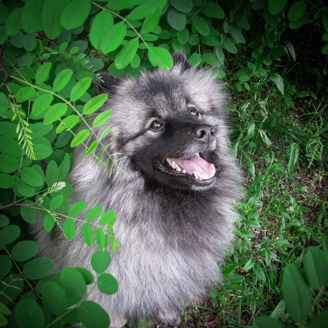 16 Amazing Facts About Keeshonds You Probably Never Knew 9