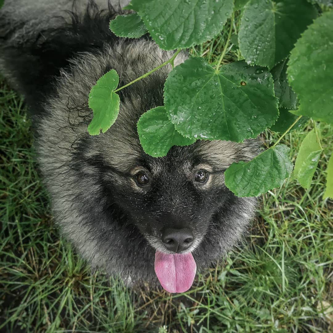 16 Amazing Facts About Keeshonds You Probably Never Knew 5 16 Amazing Facts About Keeshonds You Probably Never Knew 5