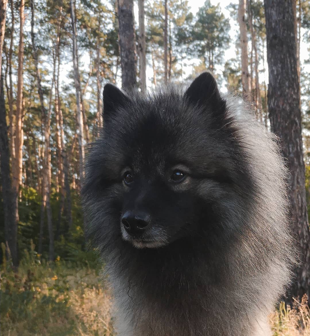 15 Cool Facts About Keeshonds 10