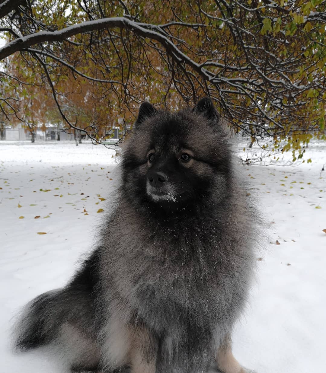 15 Cool Facts About Keeshonds 11