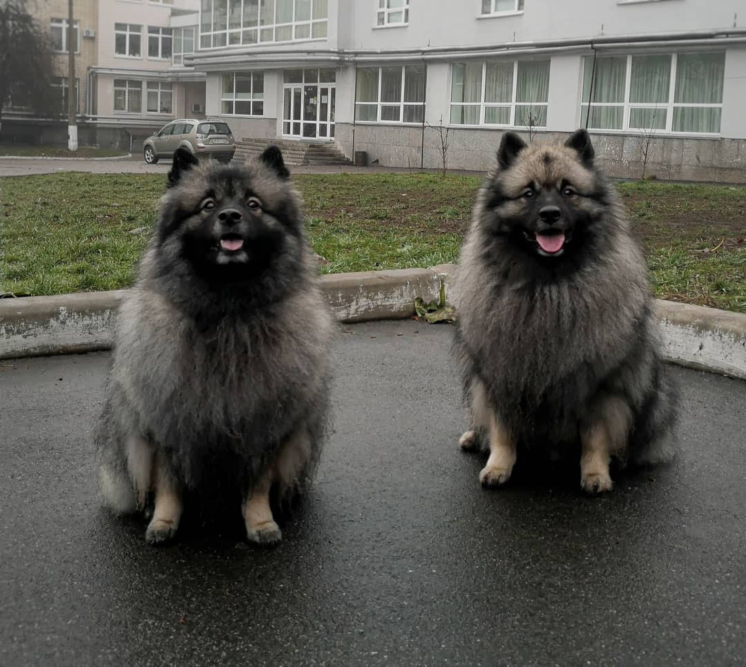 15 Cool Facts About Keeshonds 9