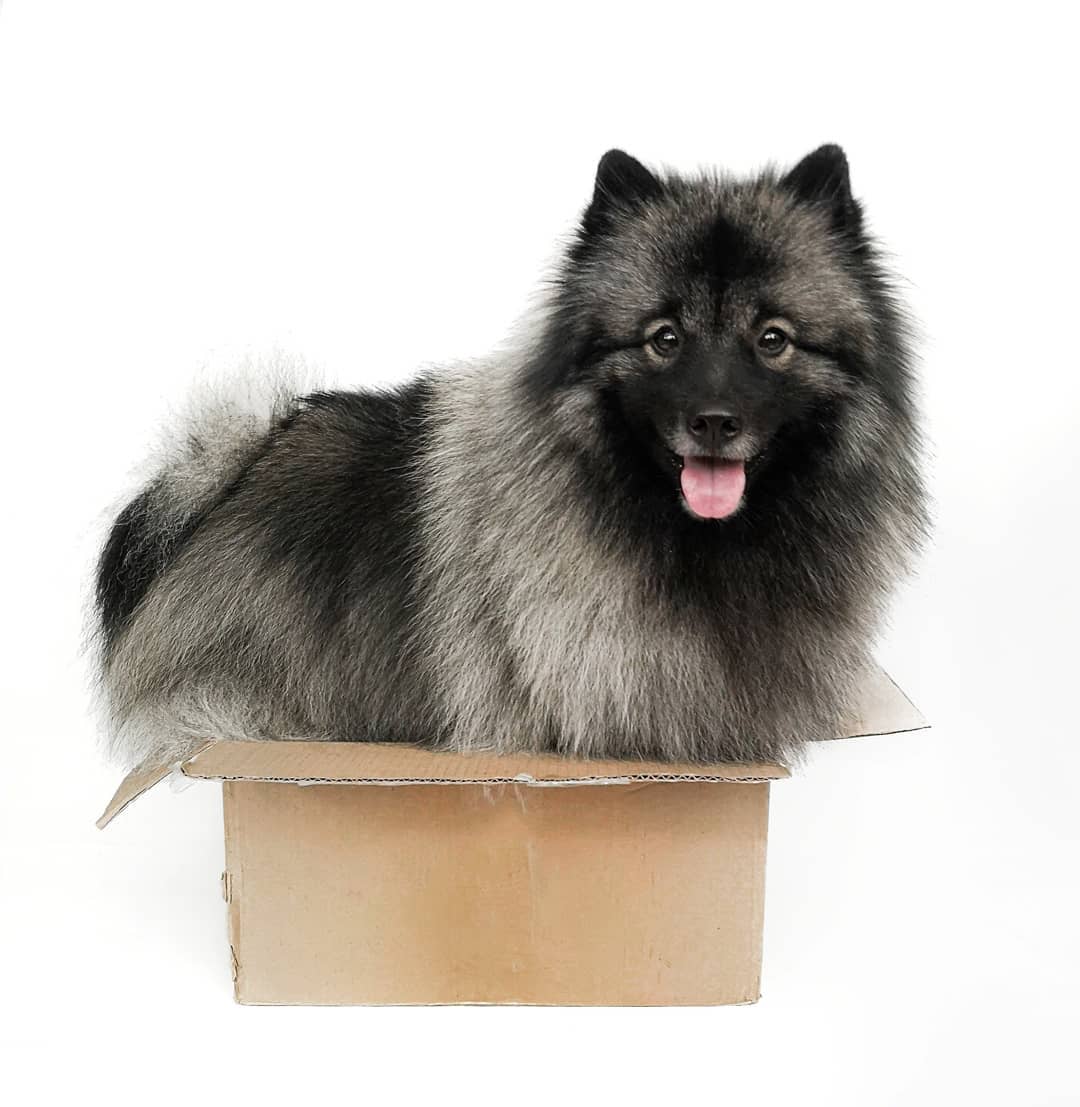 15 Cool Facts About Keeshonds 10