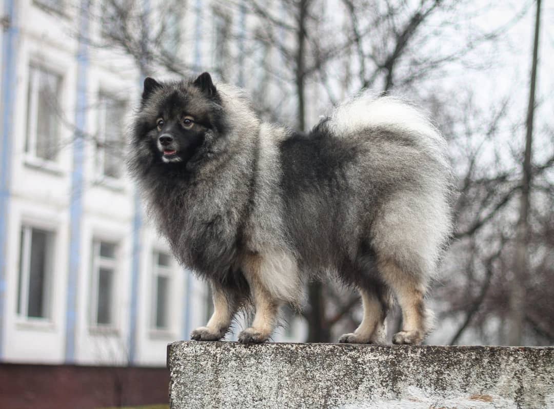 15 Cool Facts About Keeshonds 11