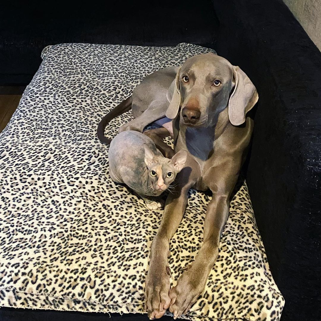 15 Amazing Facts About Weimaraners You Probably Never Knew 9