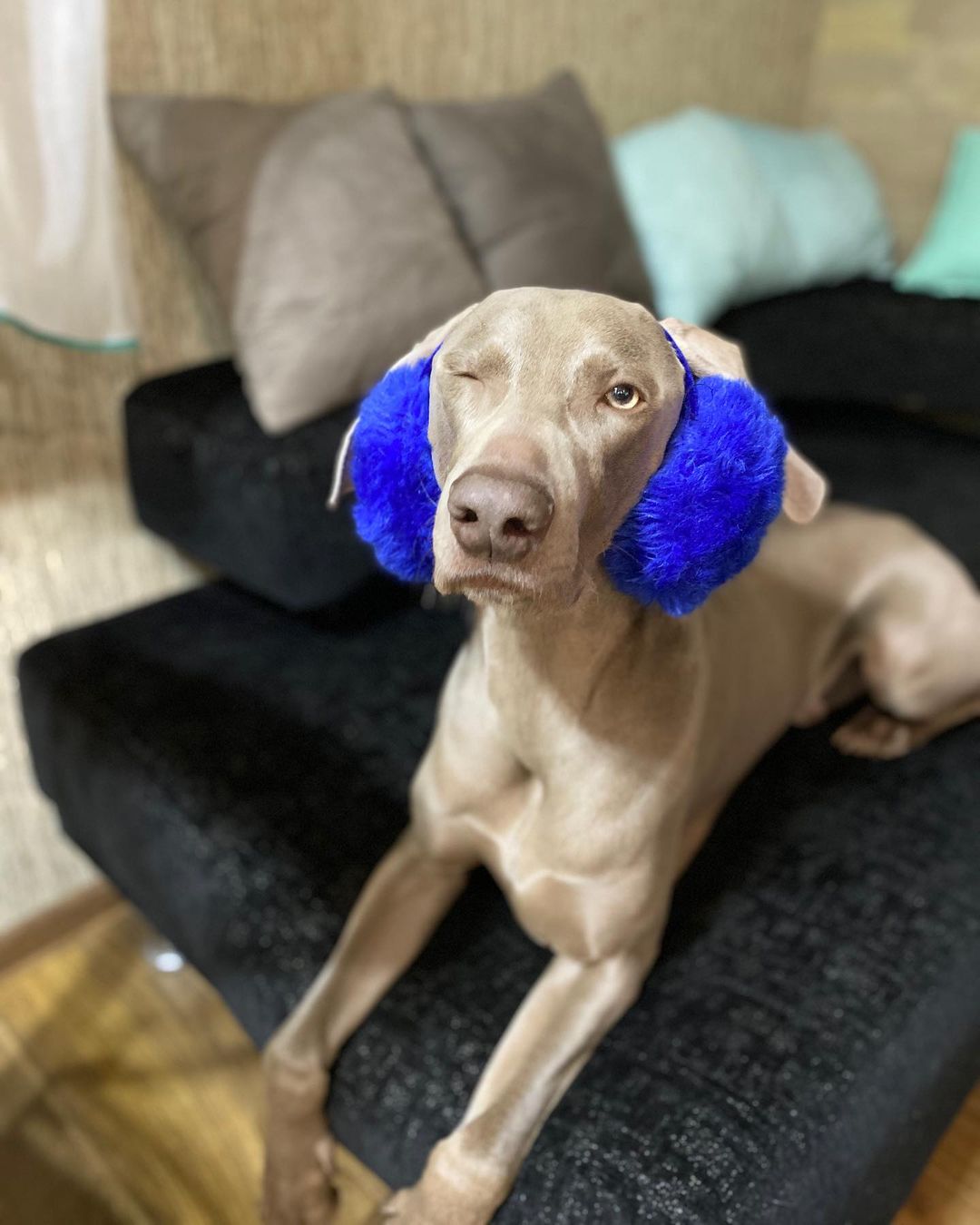 15 Amazing Facts About Weimaraners You Probably Never Knew 10