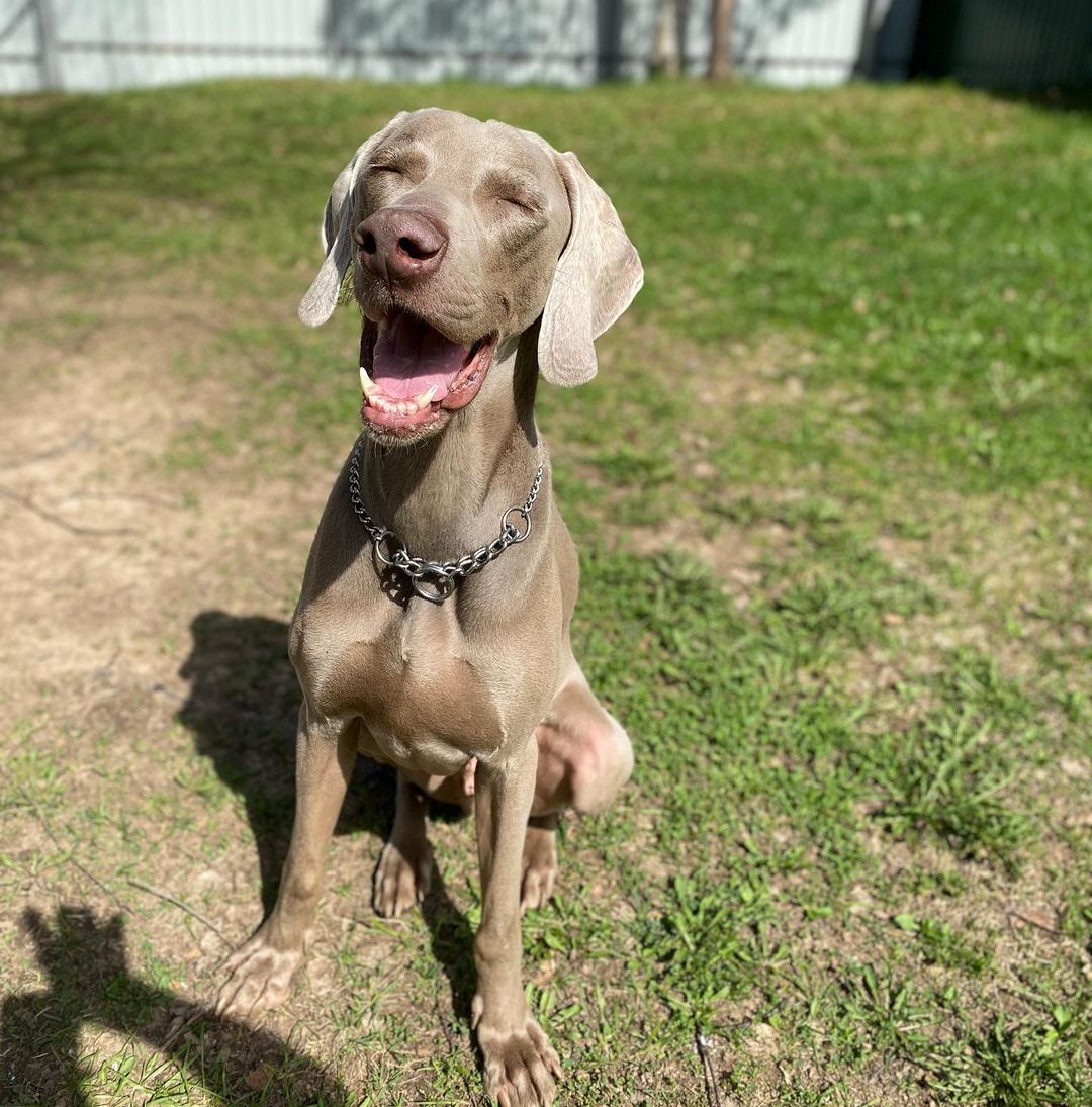 15 Amazing Facts About Weimaraners You Probably Never Knew 11