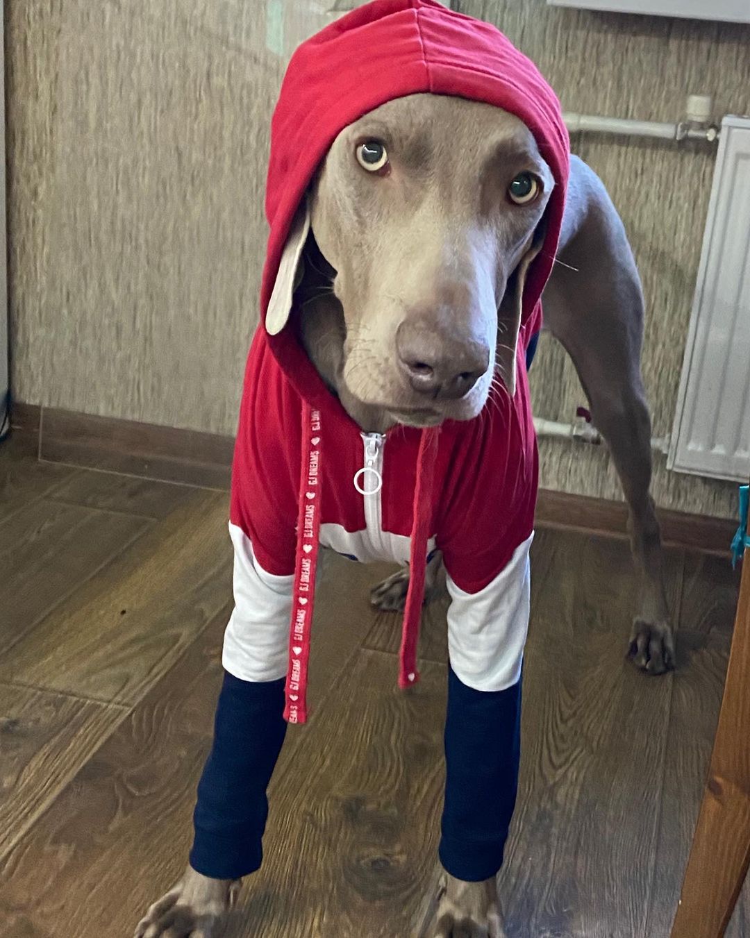 15 Amazing Facts About Weimaraners You Probably Never Knew 9 15 Amazing Facts About Weimaraners You Probably Never Knew 9