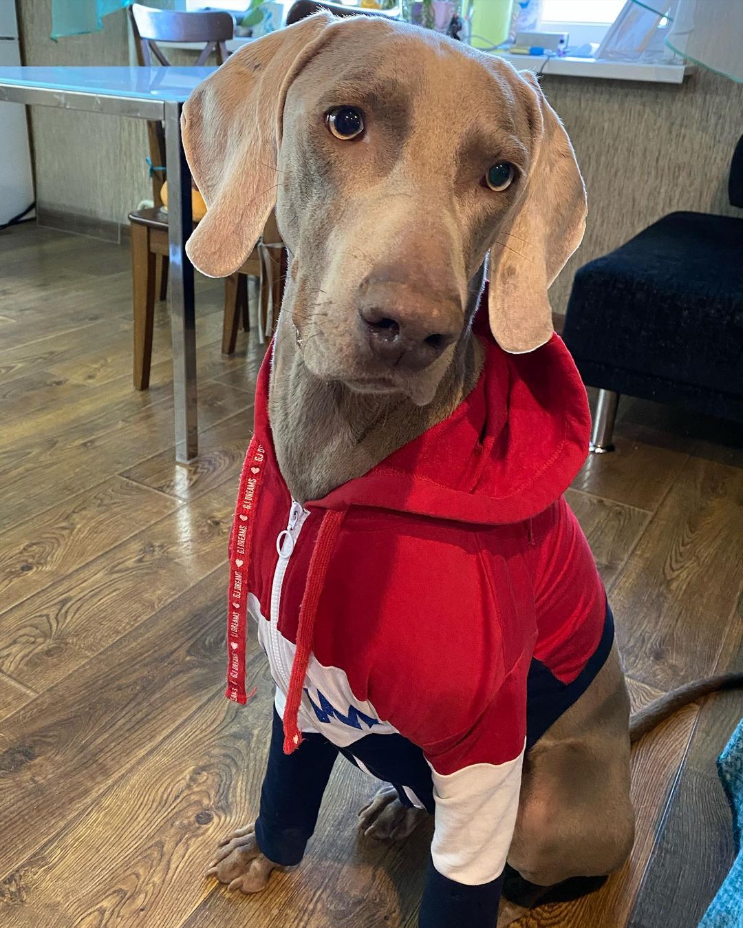 15 Amazing Facts About Weimaraners You Probably Never Knew 10 15 Amazing Facts About Weimaraners You Probably Never Knew 10