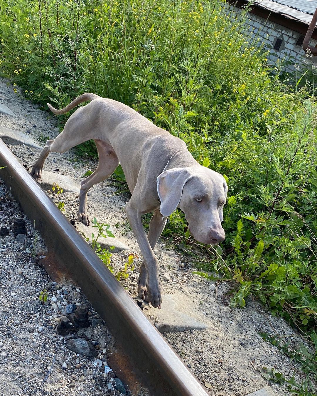15 Amazing Facts About Weimaraners You Probably Never Knew 11 15 Amazing Facts About Weimaraners You Probably Never Knew 11
