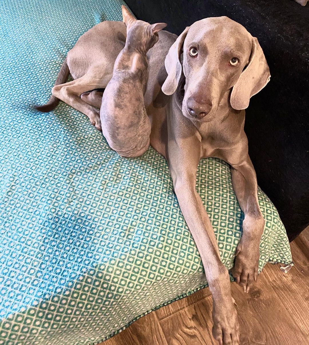 16 Interesting Facts About Weimaraners 9