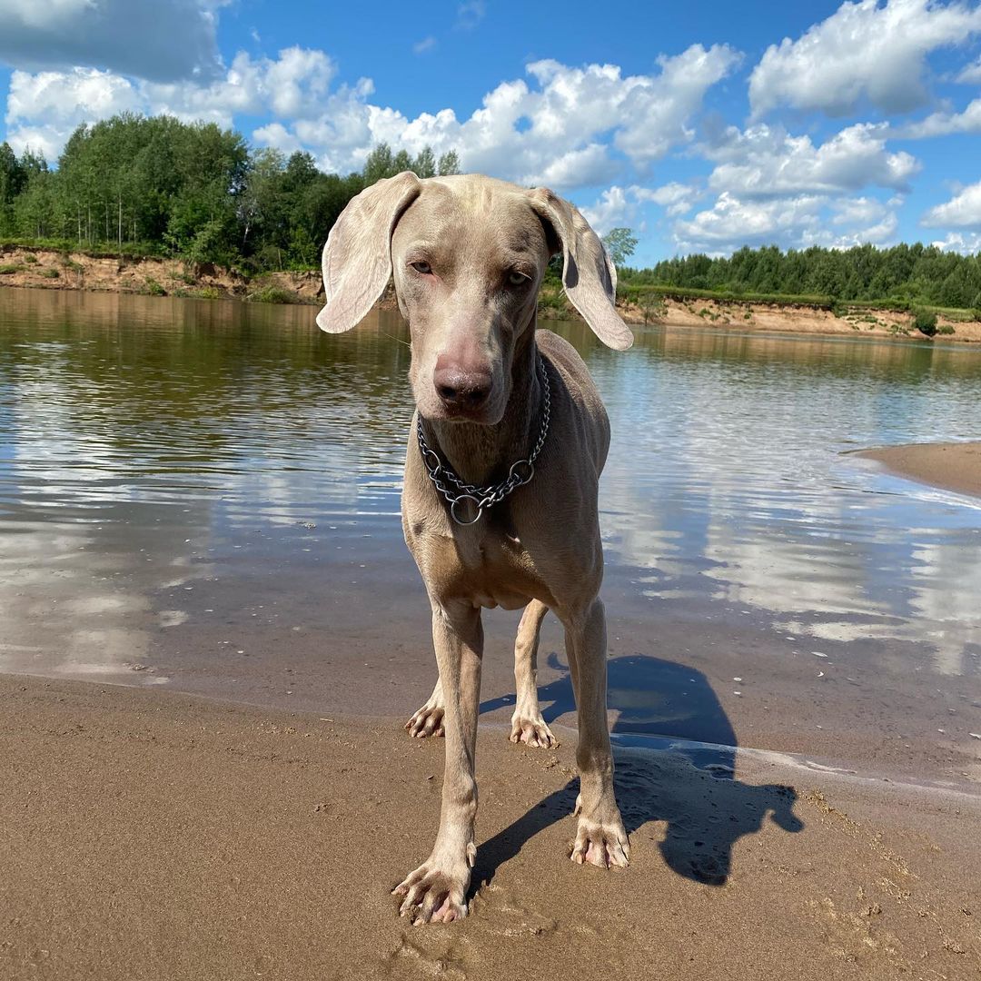 16 Interesting Facts About Weimaraners 10