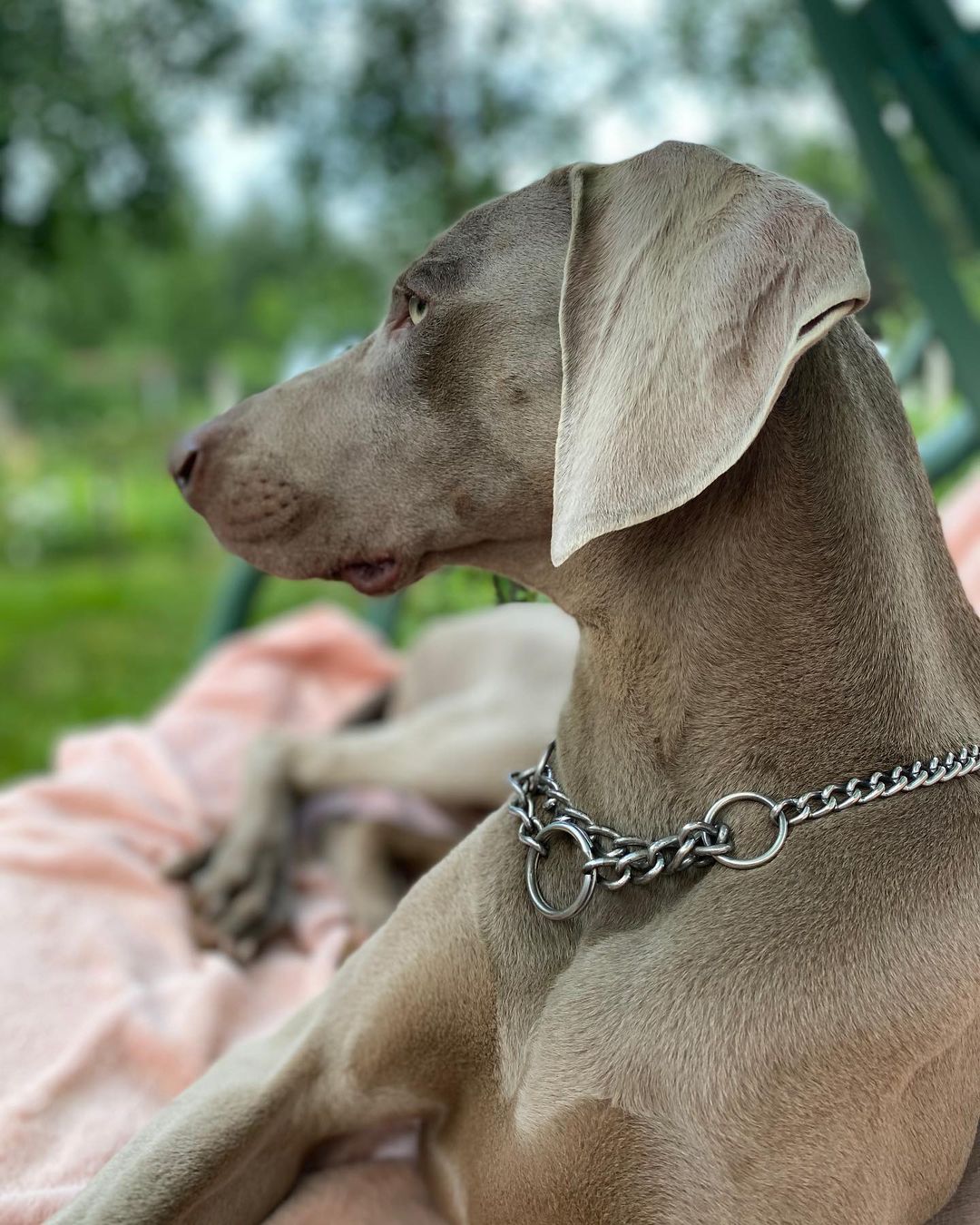 16 Interesting Facts About Weimaraners 11