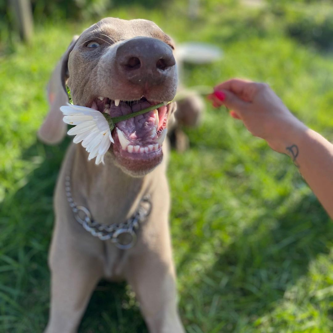 16 Interesting Facts About Weimaraners 9