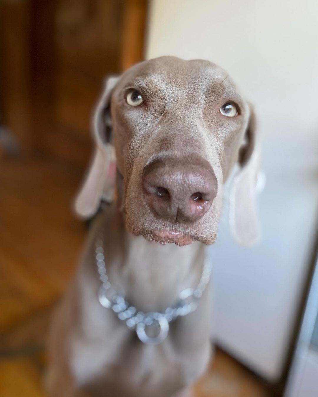 16 Interesting Facts About Weimaraners 10