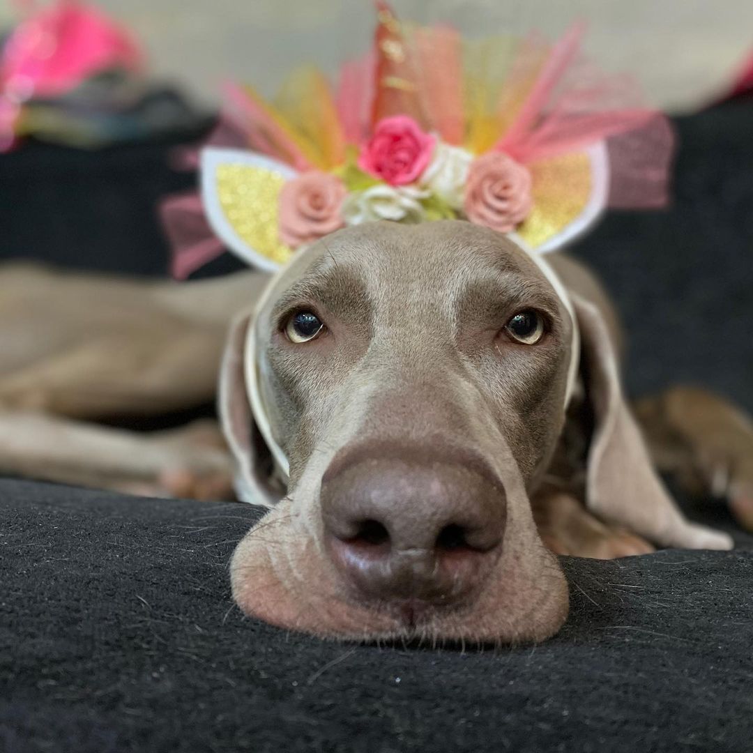 16 Interesting Facts About Weimaraners 11