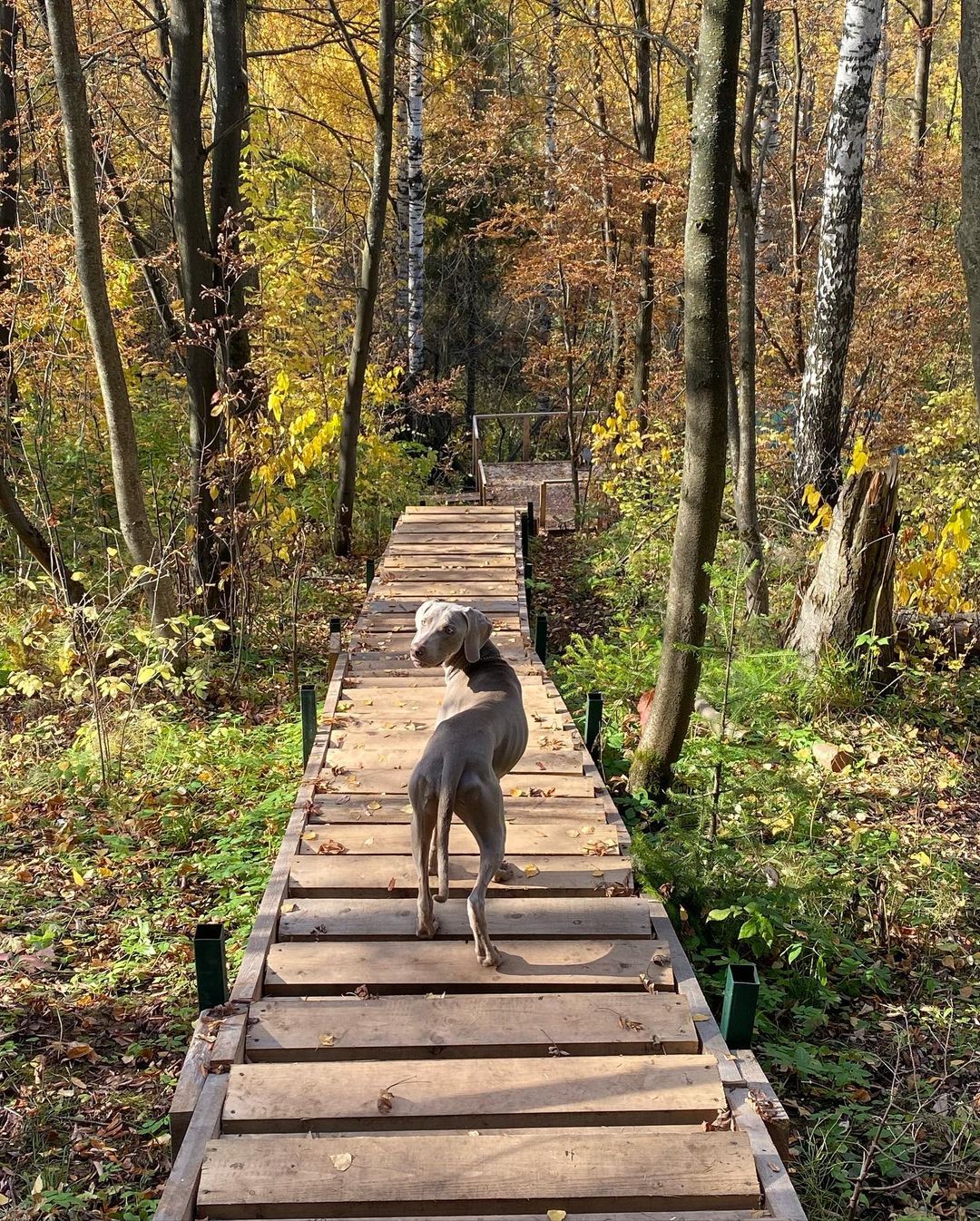 16 Interesting Facts About Weimaraners 9
