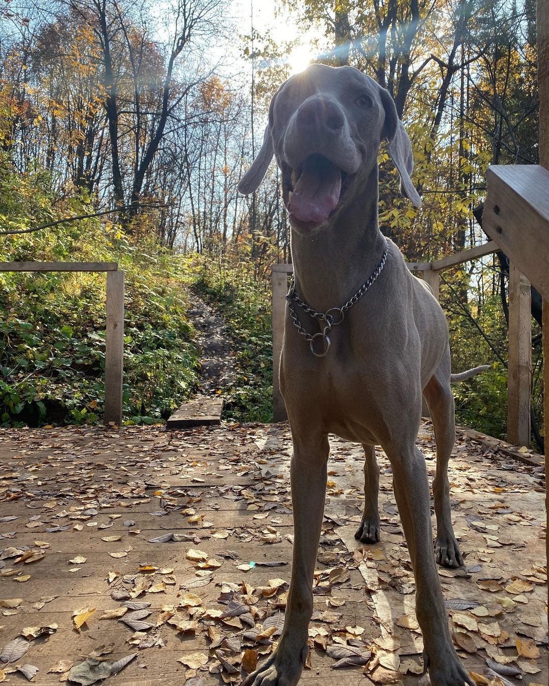 16 Interesting Facts About Weimaraners 10