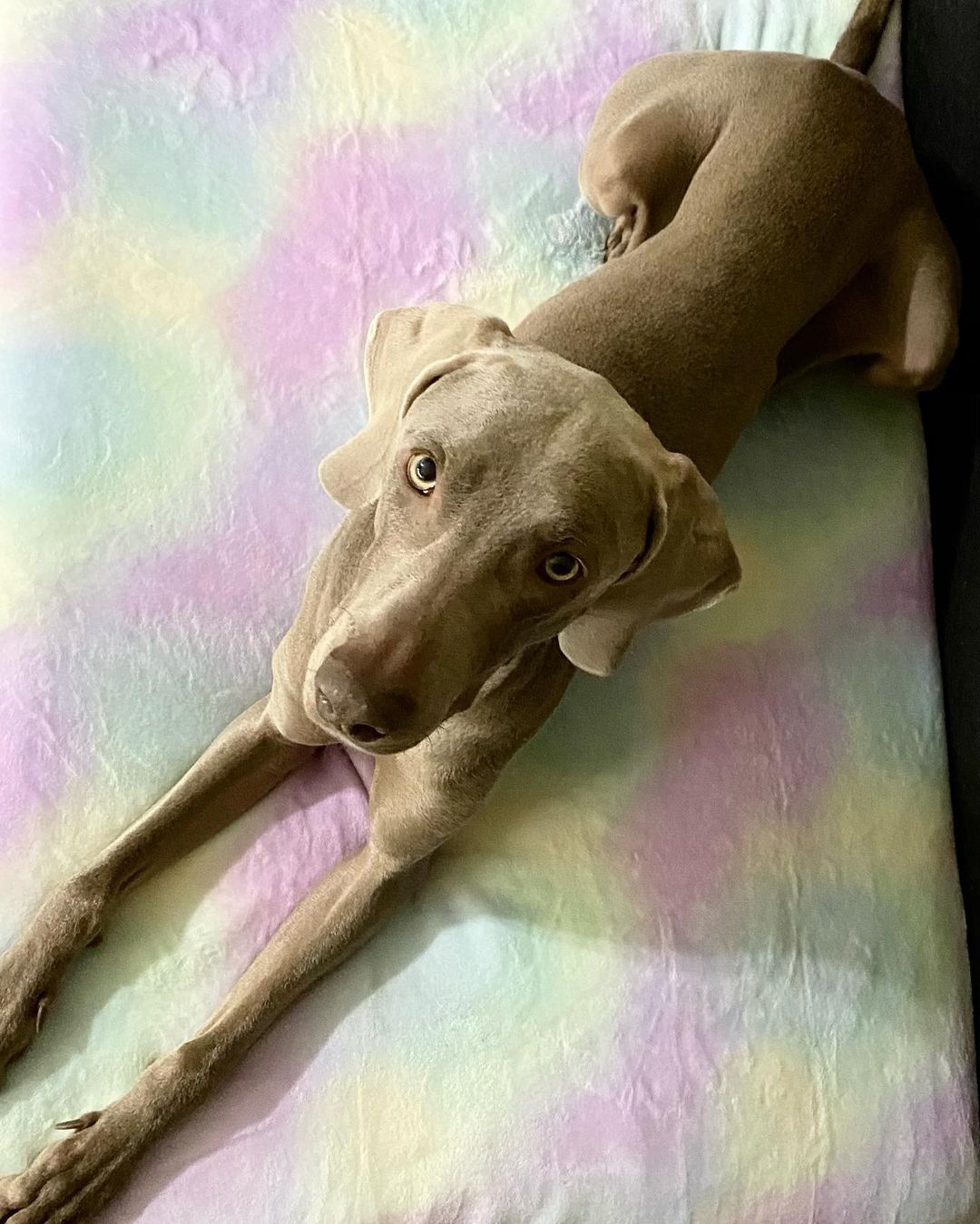 16 Interesting Facts About Weimaraners 11