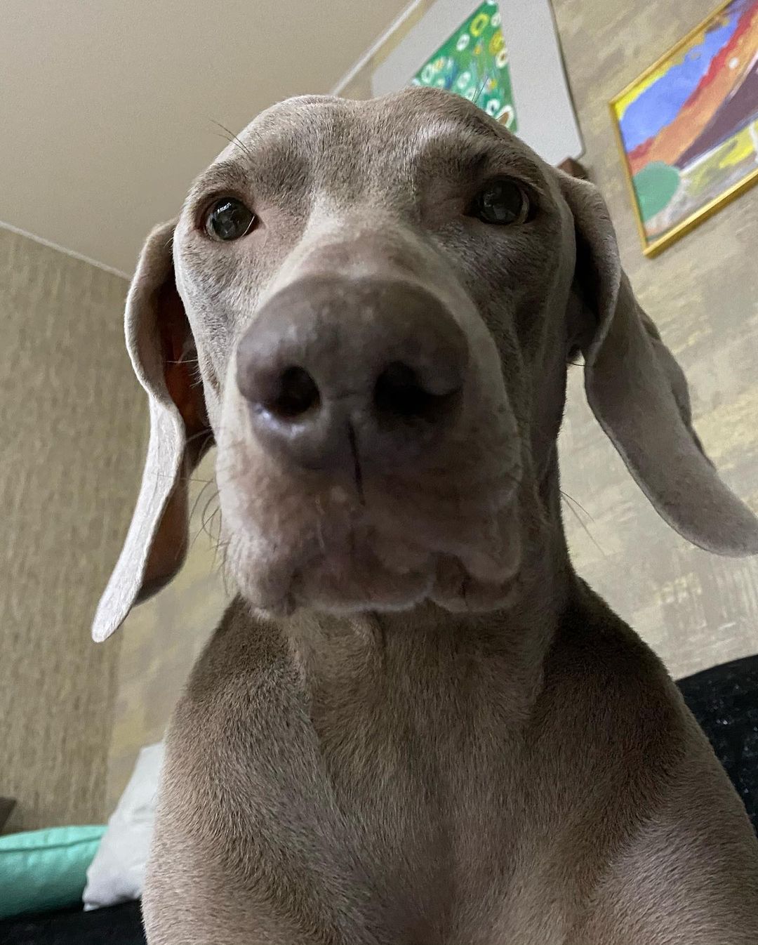 16 Interesting Facts About Weimaraners 9