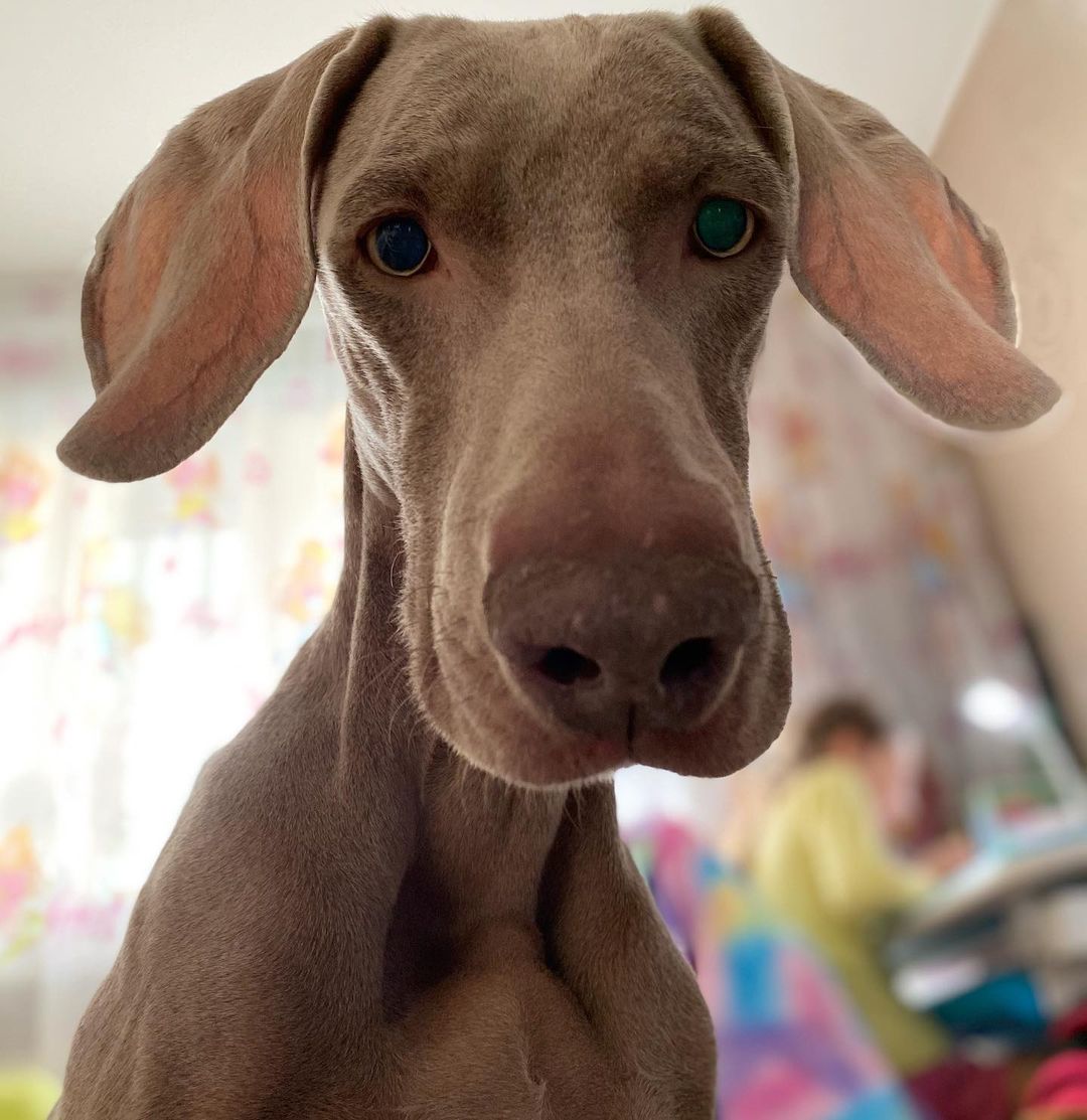 16 Interesting Facts About Weimaraners 10