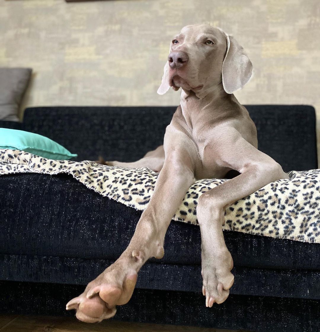 16 Interesting Facts About Weimaraners 11