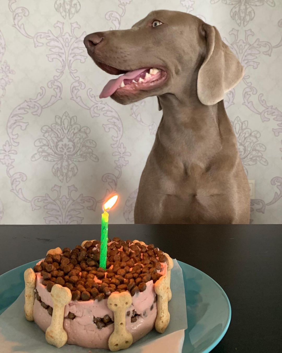 16 Interesting Facts About Weimaraners 5