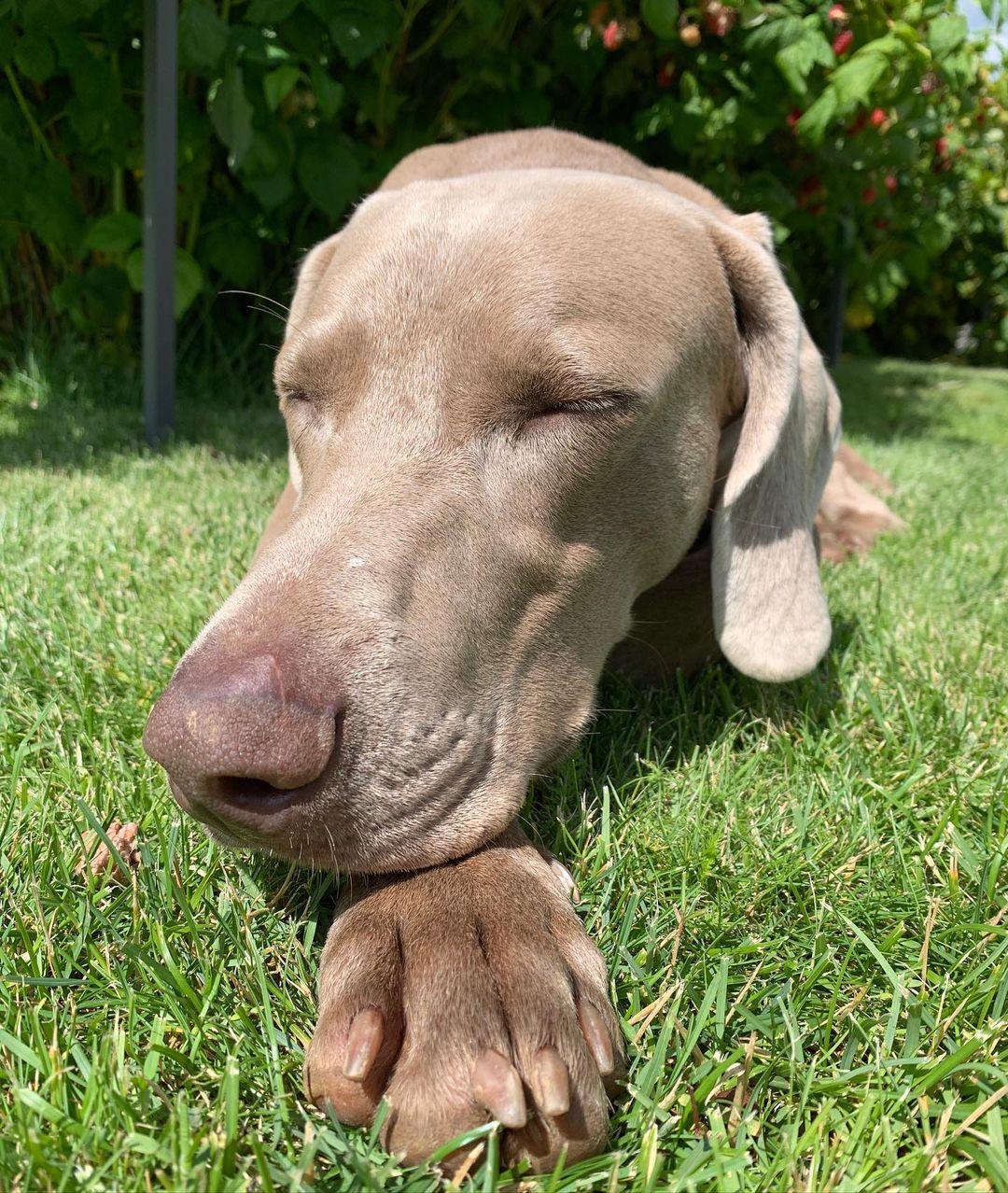 15 Cool Facts About Weimaraners 9