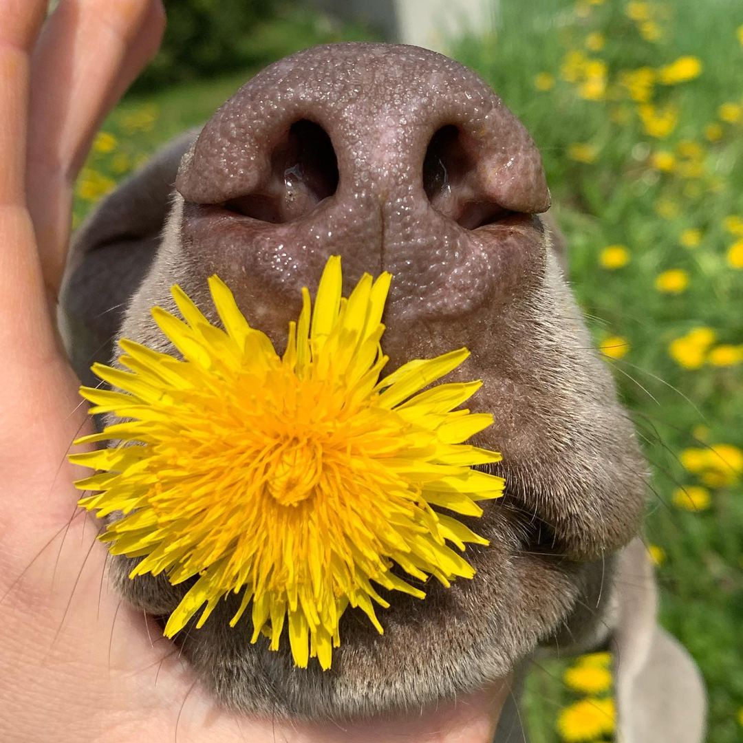 15 Cool Facts About Weimaraners 9